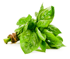 Green basil leaves isolated on a white background.