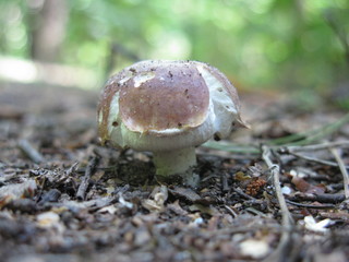 Mushroom