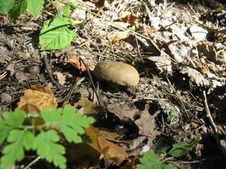 Mushroom