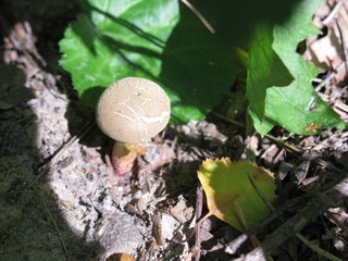 Mushroom