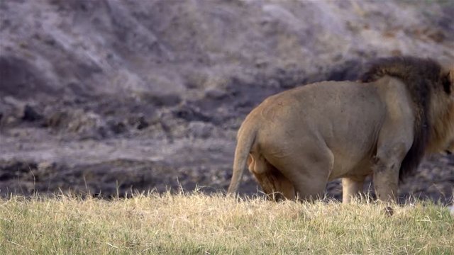 Old lion urinating, Chobe National Park Zimbabwe