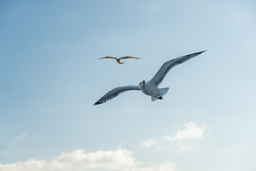 closeup of seagulls during flight in front of vesuv mountain