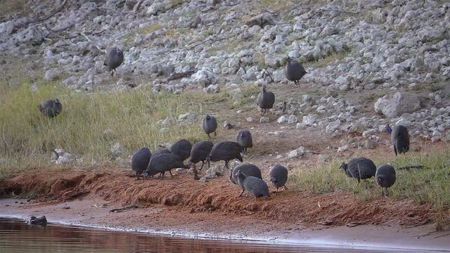 Guinea Fowl Group Close To River Drinking,Chobe National Park Zimbabwe