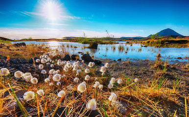 White fluffy cotton flowers at Myvatn lake.