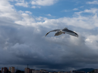 Fototapeta na wymiar closeup of seagulls during flight in front of genua waterfront