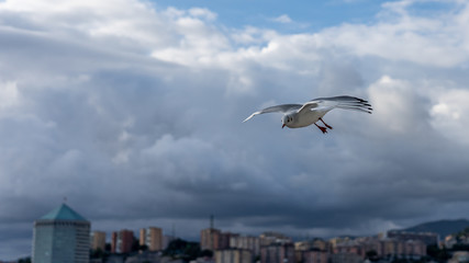 closeup of seagulls during flight in front of genua waterfront