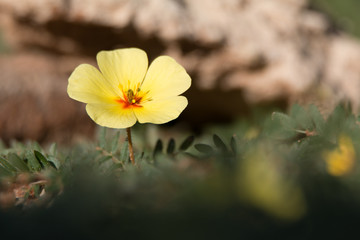 Blüte morgenstern tribulus zeyher