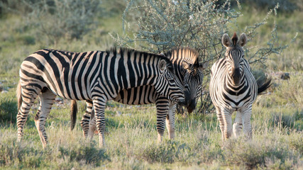 Fototapeta na wymiar zebra herde in Namibia 
