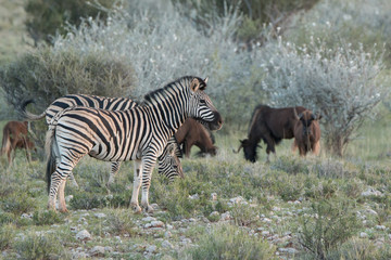 Gruppe zebras in africa