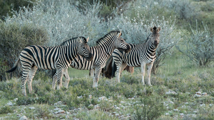 Zebraherde in Namibia 