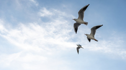 closeup of seagulls in the air during flight