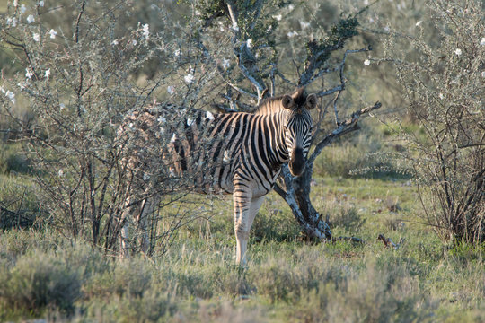 zebra im afrikanischen Busch