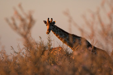Giraffe im Busch