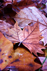 TREE LEAVES FALLED ON THE FLOOR IN MADRID PARK. AUTUMN COLORS