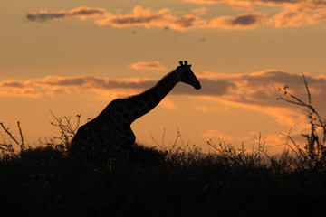 silhouette of giraf on sunset