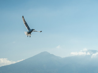 closeup of seagulls during flight in front of vesuv mountain