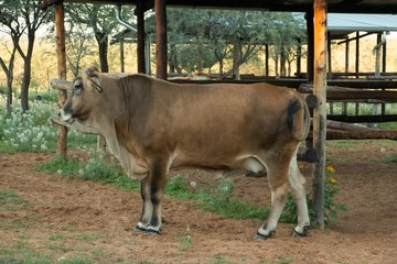 Brahman Kreuzung Namibia