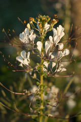 Wildblume Namibia Binnenhochland