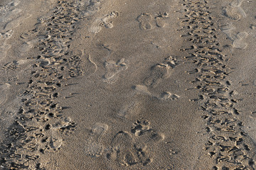 Wheel tracks and footprints on a sandy beach. Valencia, Spain