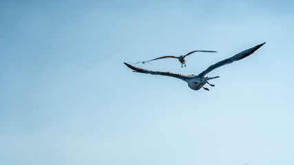 closeup of seagulls during flight in front of vesuv mountain