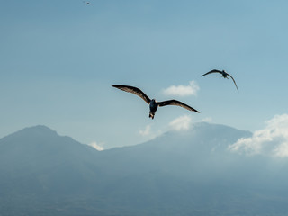closeup of seagulls during flight in front of vesuv mountain
