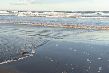 Dry round Posidonia seaweed on the shores of the Mediterranean sea. Valencia, Spain