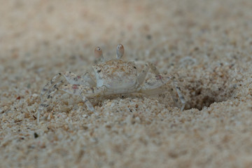 Krabbe verschmilzt mit dem Strand 