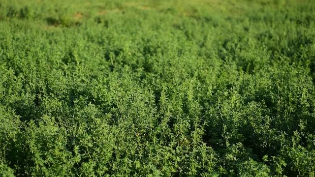 Alfalfa grows on a farm field.