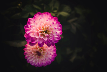 Fundo de flor Crisântemo Rosa desabrochar