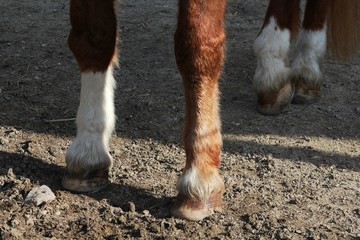 Hooves Of A Horse