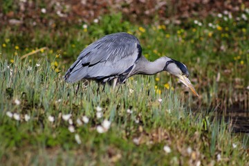 Fototapeta premium Grey Heron