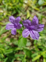 purple flower in the garden