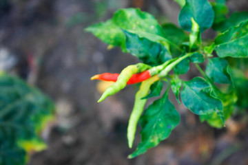  chilli