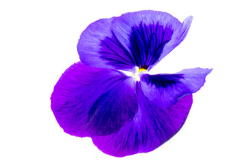 purple pansy flower on white background