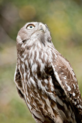 this is a close up of a barking owl