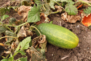 Obraz premium A overripe cucumber growing in the garden between wilted leaves