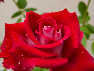 Closeup of a red rose flower with defocused leaves background and dewdrops on its velvety petals