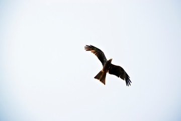 Obraz premium the black kite is soaring into the sky