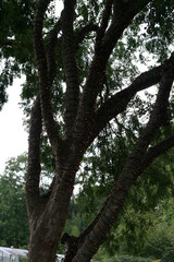 Fototapeta premium Tiny lights wrapped lit around tree trunk in park
