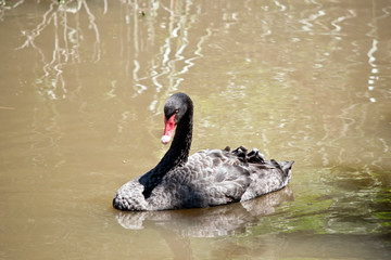 the black swan is swimming in the pond