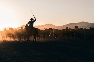 cowboy silhouette with herd of mustang horses at sunset