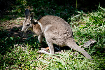 Naklejka na ściany i meble this is a side view of a bridled nailtail wallaby