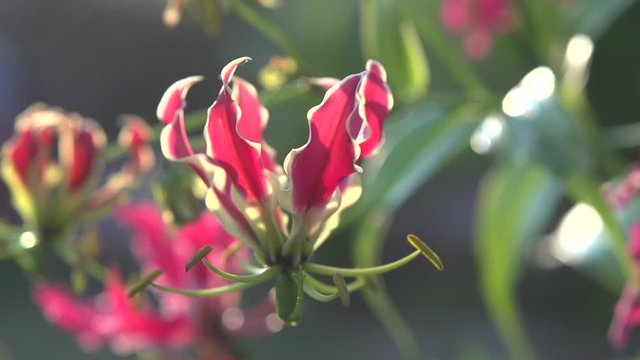 Red flower in the garden. Gloriosa flower lit by the sun. 
