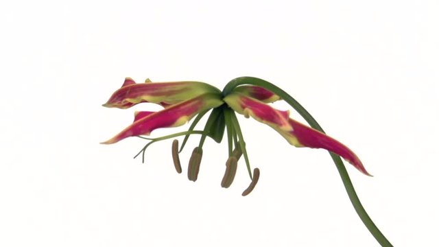 Gloriosa flower blooms. Time lapse. Isolated on white background
