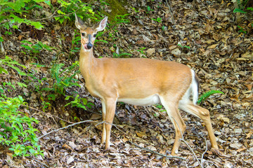 one deer looking 