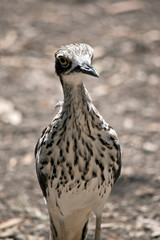 this is a close up of a bush stone curlew