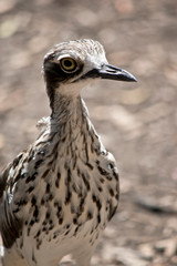 this is a close up of a bush stone curlew