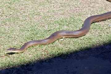 this is a close up of a carpet python