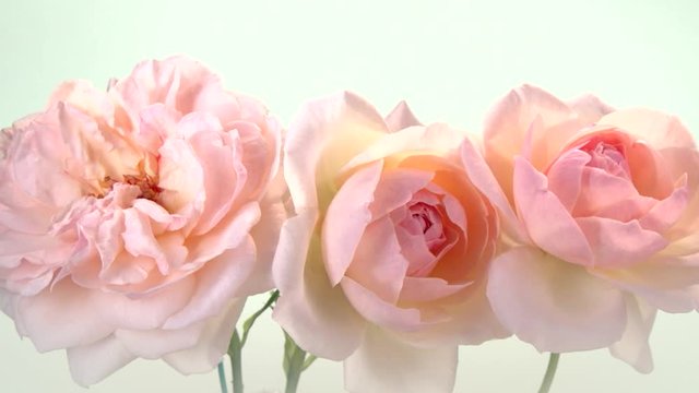 Pink  roses bloom on white background. TIme Lapse Flower. 