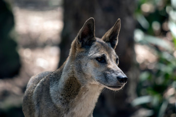 this is a close up of a dingo